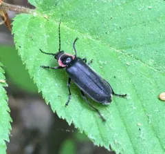 Neglected Soldier Beetle thumbnail 3