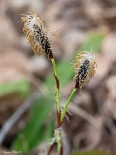 plantainleaf sedge thumbnail 4