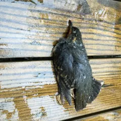 Varied Thrush thumbnail 2