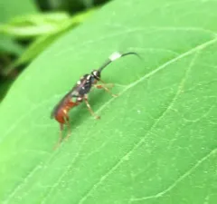 Cratichneumon subfilatus thumbnail 1