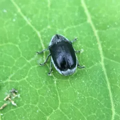 Lord Leaf Beetle thumbnail 2