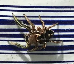 Habronattus viridipes thumbnail 3