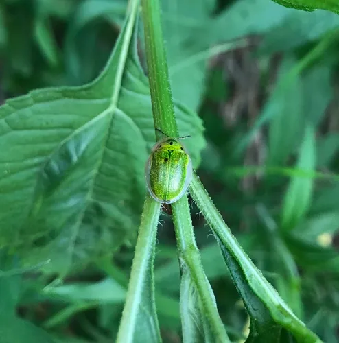 Sunflower Tortoise Beetle