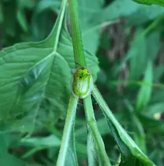 Sunflower Tortoise Beetle thumbnail 1
