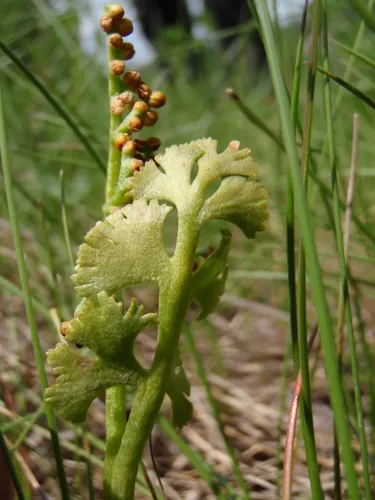 scalloped moonwort