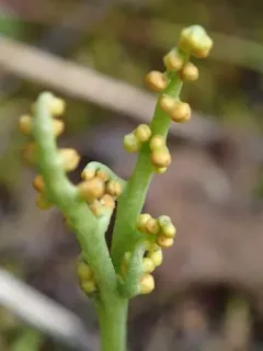 peculiar moonwort thumbnail 4