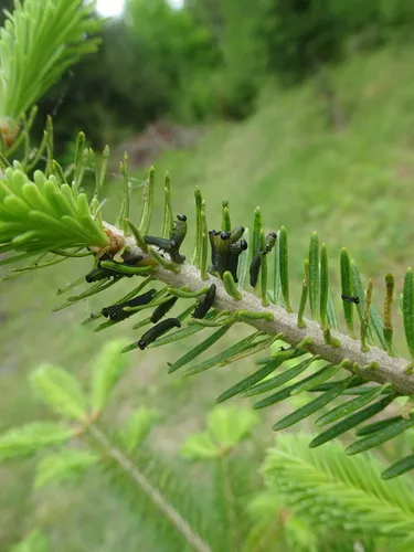 Balsam Fir Sawfly