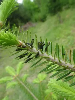 Balsam Fir Sawfly thumbnail 1