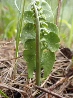 giant moonwort thumbnail 2