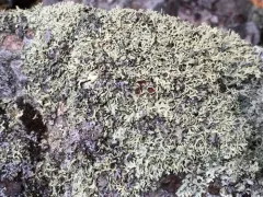 Shingled Rock-shield Lichen thumbnail 4