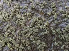 Drummond's rock pimple lichen thumbnail 4