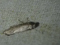 Acrolepiopsis leucoscia thumbnail 3