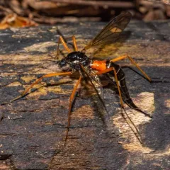 Antlered Crane Fly thumbnail 3