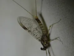 Epeorus fragilis thumbnail 2