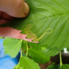 Elm Agromyzid Leafminer thumbnail 1