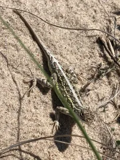 Western Earless Lizard thumbnail 2