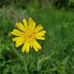 meadow salsify thumbnail 2