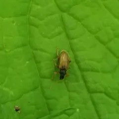 Brown Leaf Weevil thumbnail 2