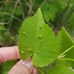 Red Nail Gall Mite thumbnail 3