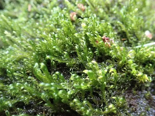 Warnstorfia Moss