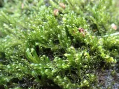 Warnstorfia Moss thumbnail 1