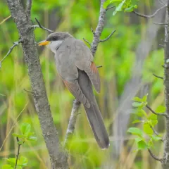 Yellow-billed Cuckoo thumbnail 2
