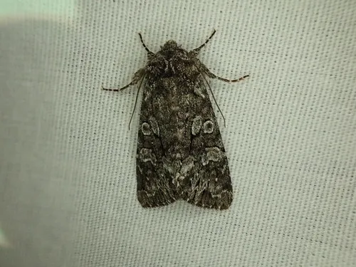 Papestra invalida
