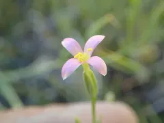 tall centaury thumbnail 1
