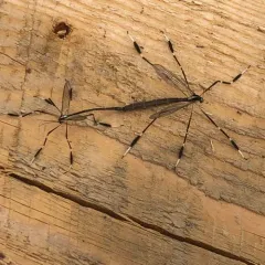 Eastern Phantom Crane Fly thumbnail 4