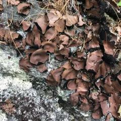 Smooth Rock Tripe thumbnail 4