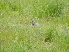 Townsend's Ground Squirrel thumbnail 4