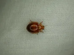 Broken-dashed Lady Beetle thumbnail 2