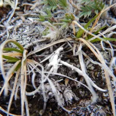 Rock Sedge thumbnail 3
