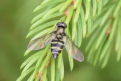 Common Bristleside thumbnail 4