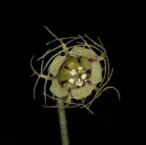 Leafy Mitrewort