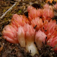 gnome plant thumbnail 4