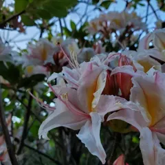 western azalea thumbnail 2