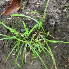fibrous-rooted sedge thumbnail 2