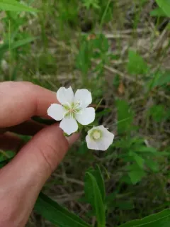 light poppymallow thumbnail 2