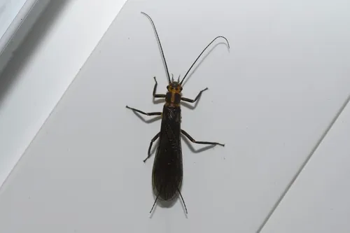 Vernal Springfly