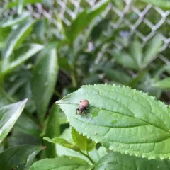 Otiorhynchus raucus thumbnail 3