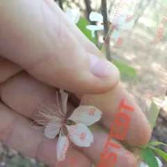 Canada plum thumbnail 1