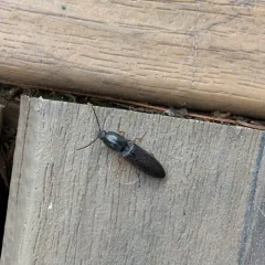 Paractenicera fulvipes thumbnail 2