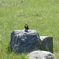 Yellow-headed Blackbird thumbnail 4