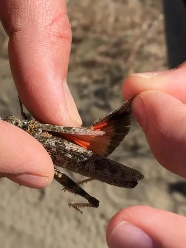 Nevada Red-winged Grasshopper