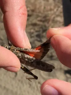 Nevada Red-winged Grasshopper thumbnail 1