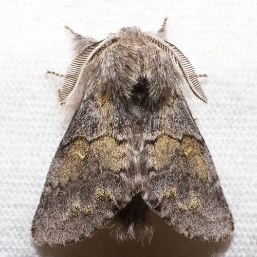 Lintner's Gluphisia Moth