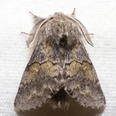 Lintner's Gluphisia Moth thumbnail 1