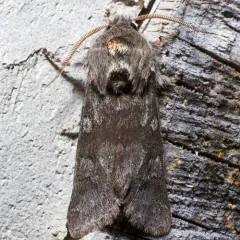 Roland's Sallow thumbnail 1