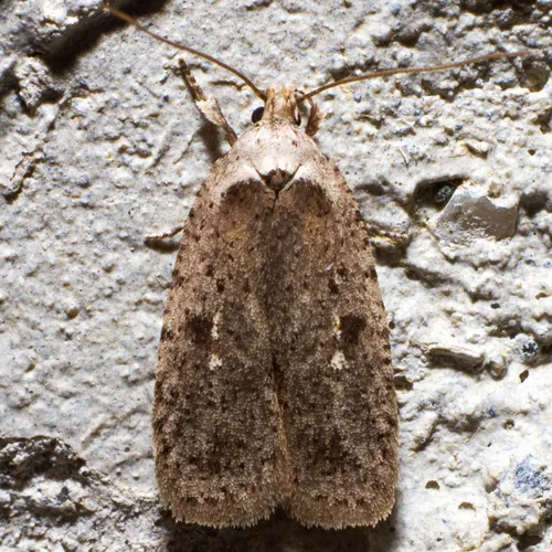 Clay-colored Agonopterix Moth